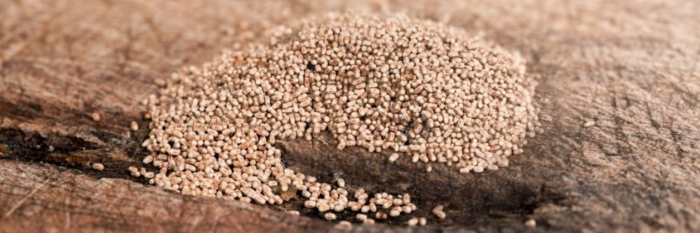 Termite Droppings Termite Droppings