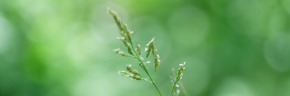 Torpedograss