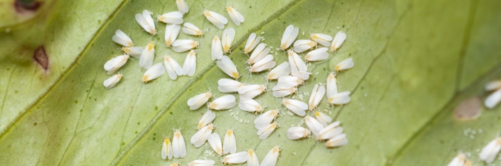 Whiteflies