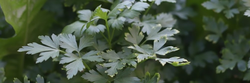 Parsley Parsley