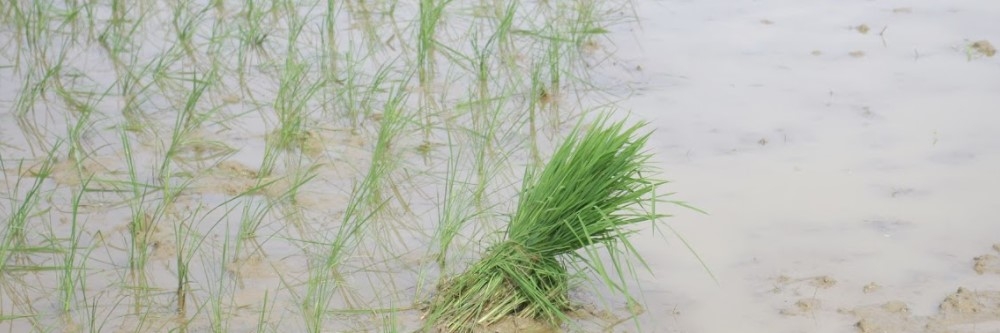Wild Rice Wild Rice