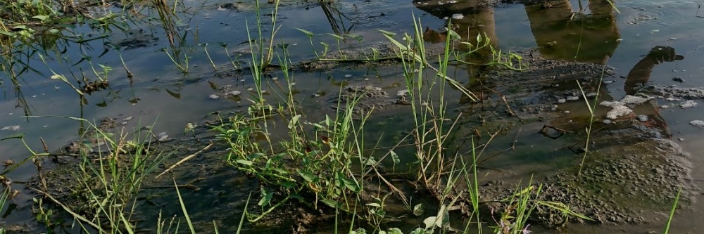 Wild Rice Wild Rice