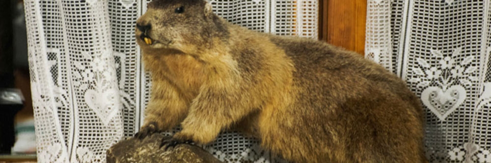 animal mounts hide beetles infestation