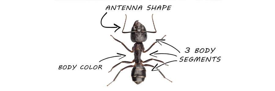 ant identification solutions