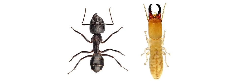 Ants vs Termites Body Segments