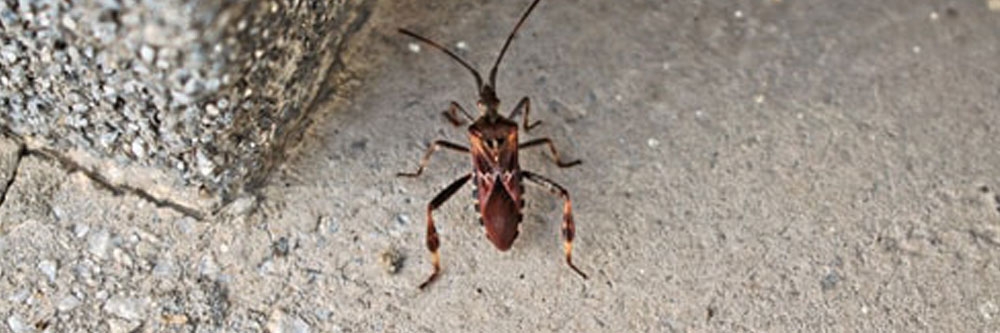 how to get rid of assassin bugs