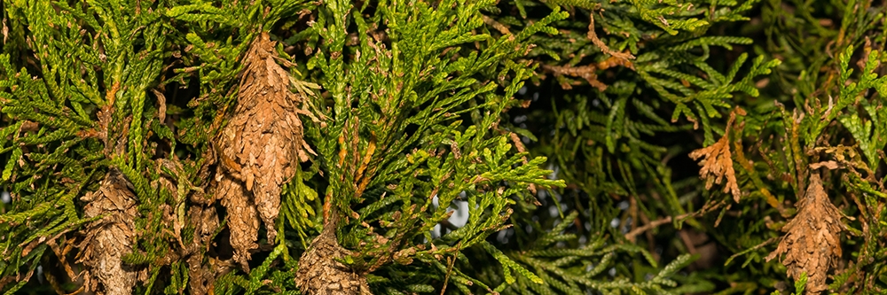 Bagworm Cocoons in Evergreen Tree
