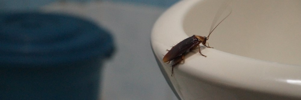Cockroach Toilet