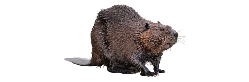 Beaver Identification Beaver Identification on white