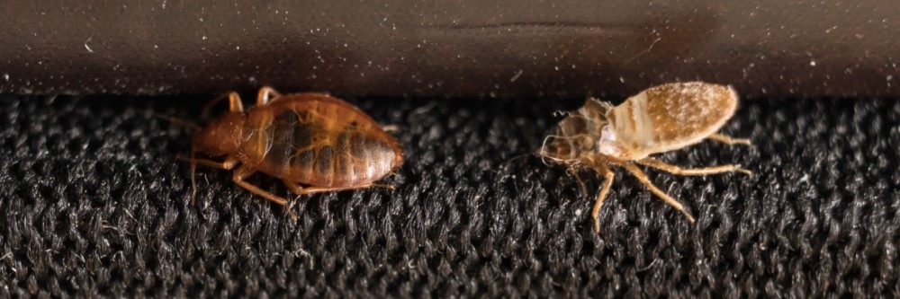 bed bugs on furniture