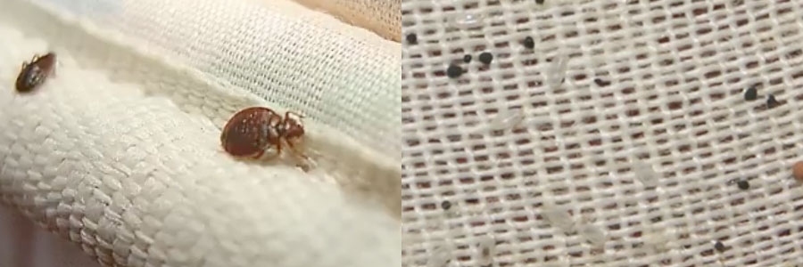 bed bug images