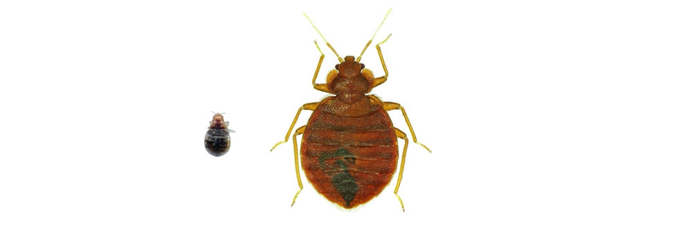 Bed Bugs Bed Bugs