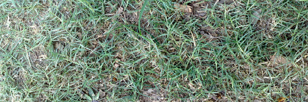 Bermudagrass ID bermudagrass up close