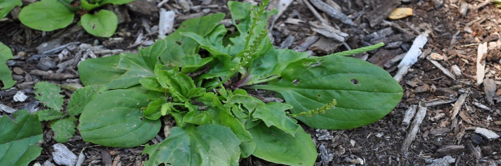 Broadleaf Plantain