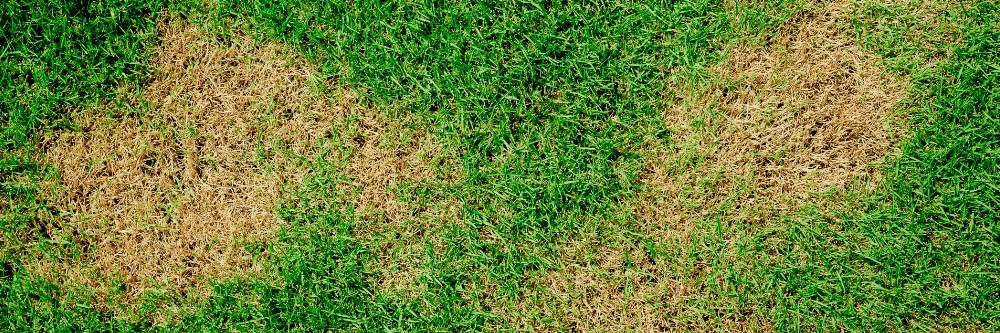 Dead Patch of Grass Dead Patch of Grass