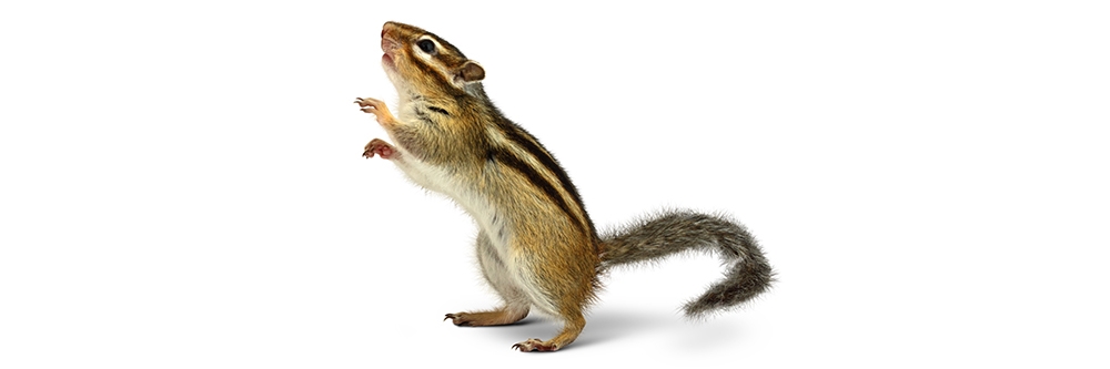 Chipmunk Isolated Chipmunk Isolated