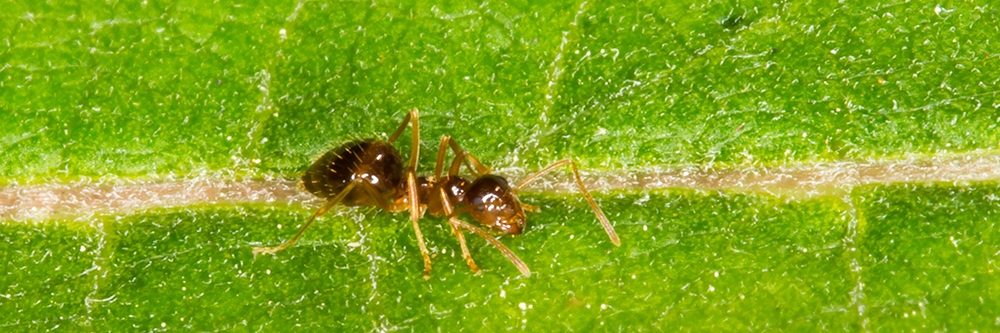 Crazy Ant on Leaf Crazy Ant on Leaf