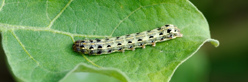 Cutworm crawling on a leaf