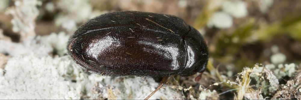 Deremestid Beetle