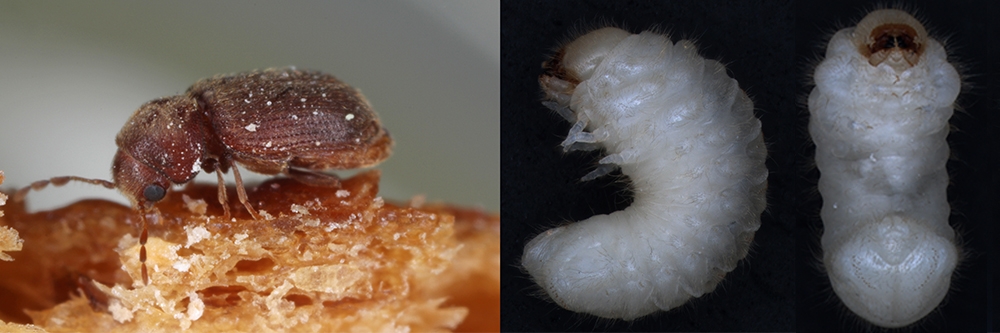 Drugstore Beetle Adult and Larva Drugstore Beetle Adult and Larva