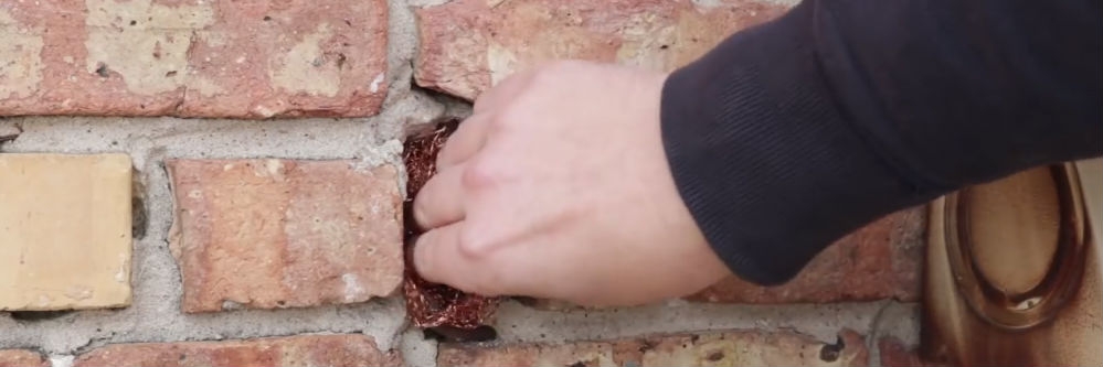 Exclusion Black Widow spiders Exclusion for Black Widow spiders using copper mesh.