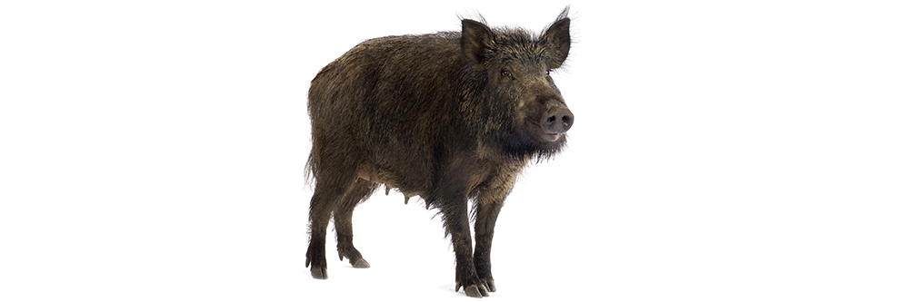 Feral Hog on White Background Feral Hog on White Background