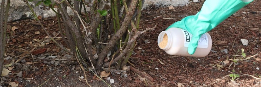 ficam bait placement cuban cockroaches