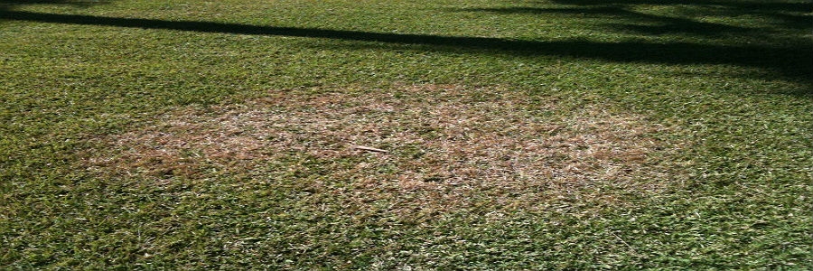 brown patch fungus