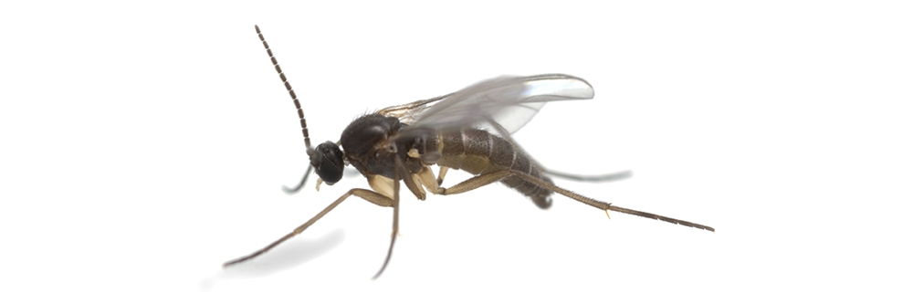 Fungus Gnat on White Background