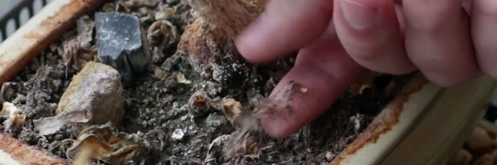 fungus gnats inspection