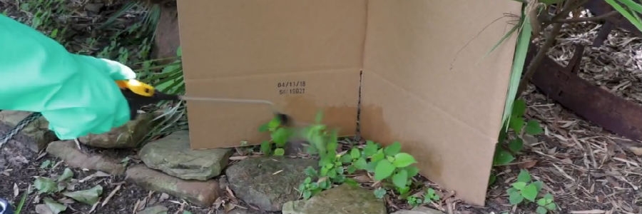Glyphosate treatment cardboard Glyphosate treatment cardboard
