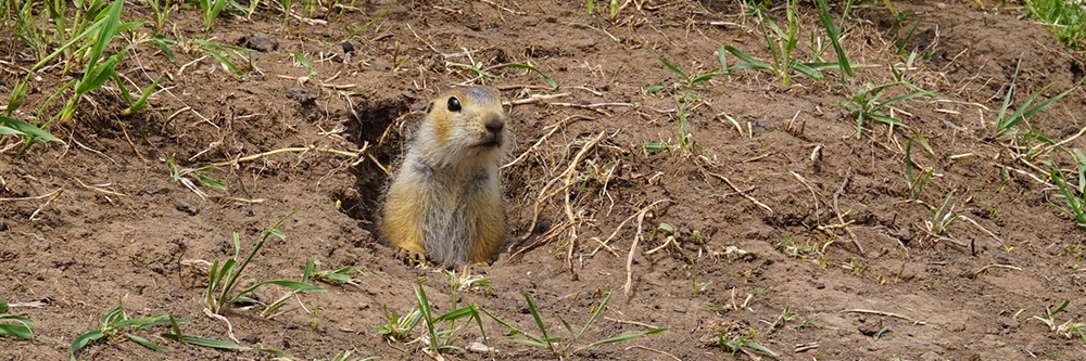 Gopher in Burrow Gopher in Burrow