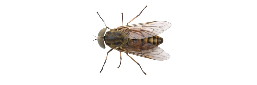 horse flies identification how to get rid of horse flies