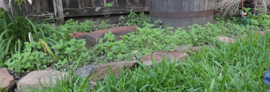 Common flowerbed weeds Common weeds in flowerbeds