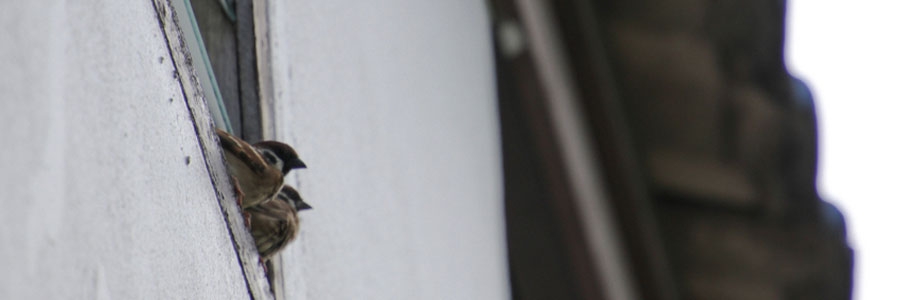 bird inspection sparrows