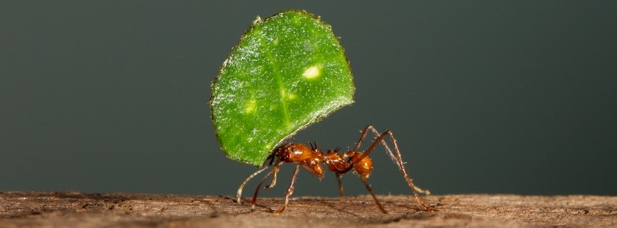 Leaf Cutter Ant Carrying Leaf