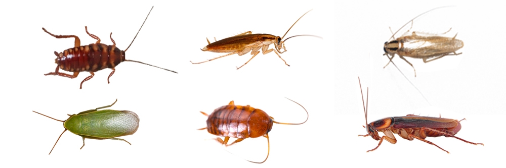 main roach ID