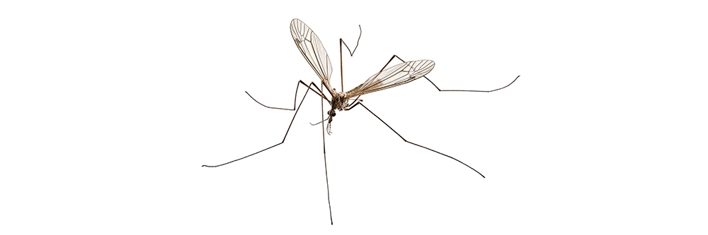 Mayfly on White Background Mayfly on White Background