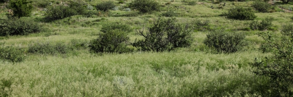 Brush out in the land