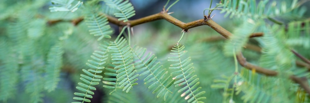 Mesquite ID mesquite tree