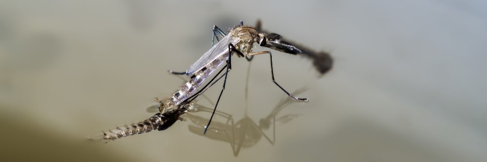 Mosquito on water