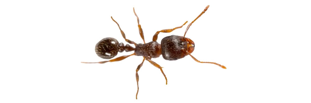 Pavement Ant