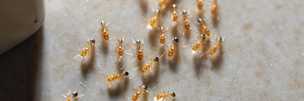 Pharaoh Ants Pharaoh Ants