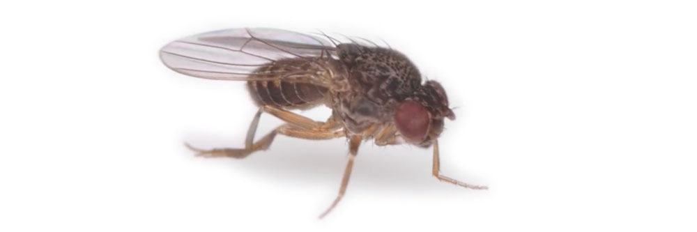 Phorid Fly Phorid Fly