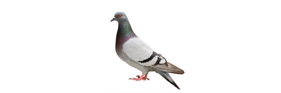 birds how to get rid of birds identification