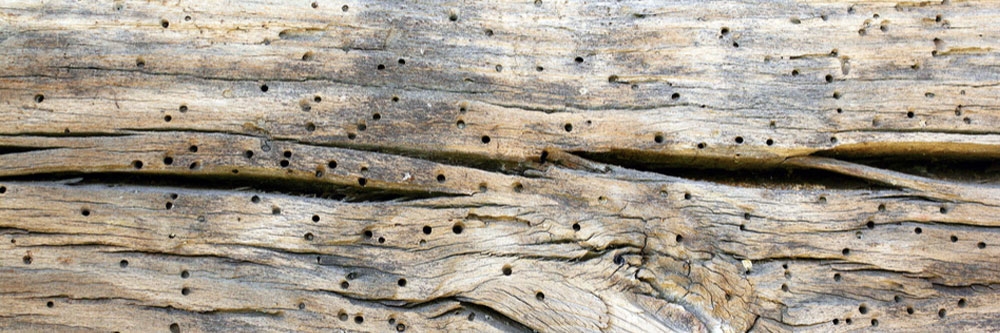 Powderpost Beetle in Wood