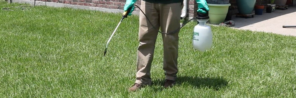 Spraying Glyphosate to treat Smutgrass