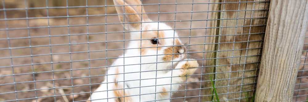 rabbit prevention
