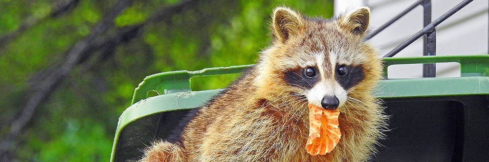 Raccoon in Trash