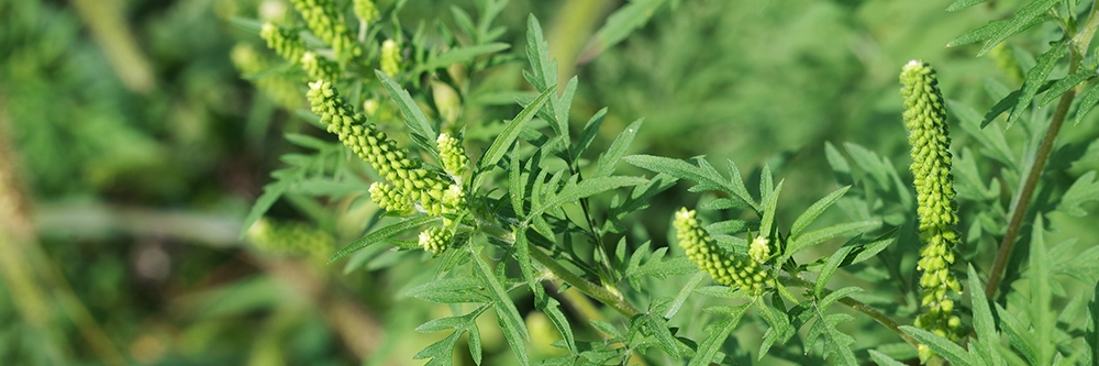 Ragweed in Yard
